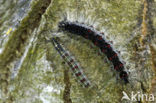 Gypsy Moth (Lymantria dispar)