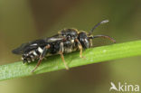 Platkielwespbij (Nomada obtusifrons) 