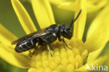 Hylaeus confusus