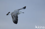 Pontische Meeuw (Larus cachinnans)