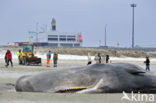 Potvis (Physeter macrocephalus) 