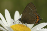 Black Hairstreak (Satyrium pruni)