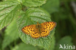 Lesser Marbled Fritillary (Brenthis ino)