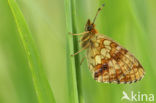 Lesser Marbled Fritillary (Brenthis ino)