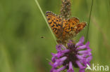 Lesser Marbled Fritillary (Brenthis ino)