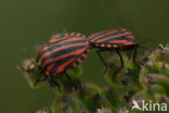 black and red striped bug (Graphosoma lineatum