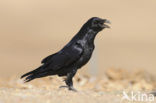 Raaf (Corvus corax) 