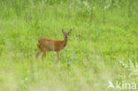 Roe Deer (Capreolus capreolus)