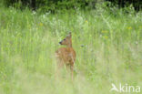 Roe Deer (Capreolus capreolus)