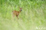 Roe Deer (Capreolus capreolus)