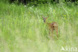 Roe Deer (Capreolus capreolus)