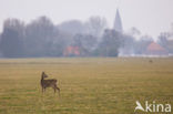 Roe Deer (Capreolus capreolus)