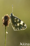 Resedawitje (Pontia daplidice)