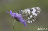 Resedawitje (Pontia daplidice)