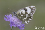 Resedawitje (Pontia daplidice)