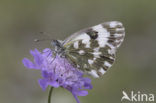 Resedawitje (Pontia daplidice)