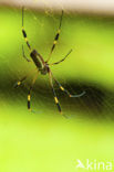 Banded-legged Golden orb spider (Nephila senegalensis annulata)