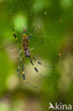 Banded-legged Golden orb spider (Nephila senegalensis annulata)