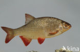 Common rudd (Scardinius erythrophthalmus)