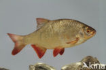 Common rudd (Scardinius erythrophthalmus)