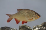Common rudd (Scardinius erythrophthalmus)