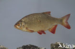 Common rudd (Scardinius erythrophthalmus)