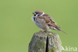 Eurasian Tree Sparrow (Passer montanus)