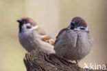 Ringmus (Passer montanus) 