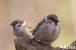 Eurasian Tree Sparrow (Passer montanus)