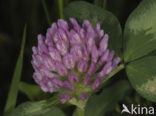 Rode klaver (Trifolium pratense)