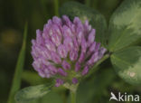 Rode klaver (Trifolium pratense)