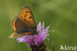 Purple-edged Copper (Lycaena hippothoe)