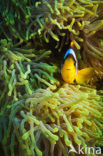 Rode zee anemoonvis (Amphiprion bicinctus)