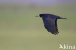 Rook (Corvus frugilegus)