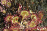 Ronde zonnedauw (Drosera rotundifolia) 