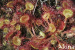 Round-leaved Sundew (Drosera rotundifolia)