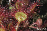 Round-leaved Sundew (Drosera rotundifolia)