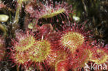 Ronde zonnedauw (Drosera rotundifolia) 