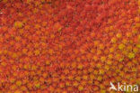Rood veenmos (Sphagnum rubellum)