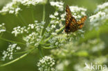 Roodbonte parelmoervlinder (Euphydryas maturna)