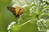 Roodbonte parelmoervlinder (Euphydryas maturna)