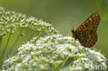 Roodbonte parelmoervlinder (Euphydryas maturna)