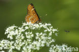 Roodbonte parelmoervlinder (Euphydryas maturna)