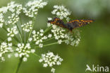 Roodbonte parelmoervlinder (Euphydryas maturna)