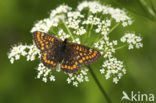 Roodbonte parelmoervlinder (Euphydryas maturna)