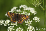 Roodbonte parelmoervlinder (Euphydryas maturna)