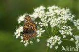 Roodbonte parelmoervlinder (Euphydryas maturna)