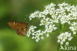 Roodbonte parelmoervlinder (Euphydryas maturna)