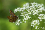 Roodbonte parelmoervlinder (Euphydryas maturna)