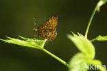 Roodbonte parelmoervlinder (Euphydryas maturna)